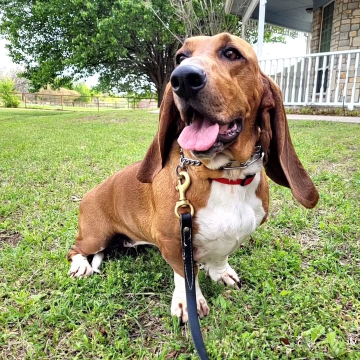 How Clear Communication Changes Dog Behavior Long Term