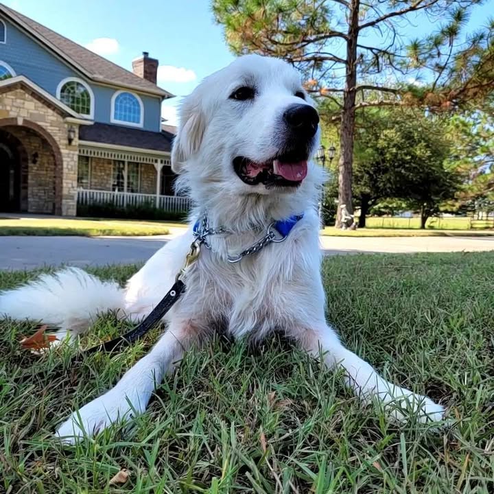 How Professional Dog Training Can Help With A Chaotic Pup