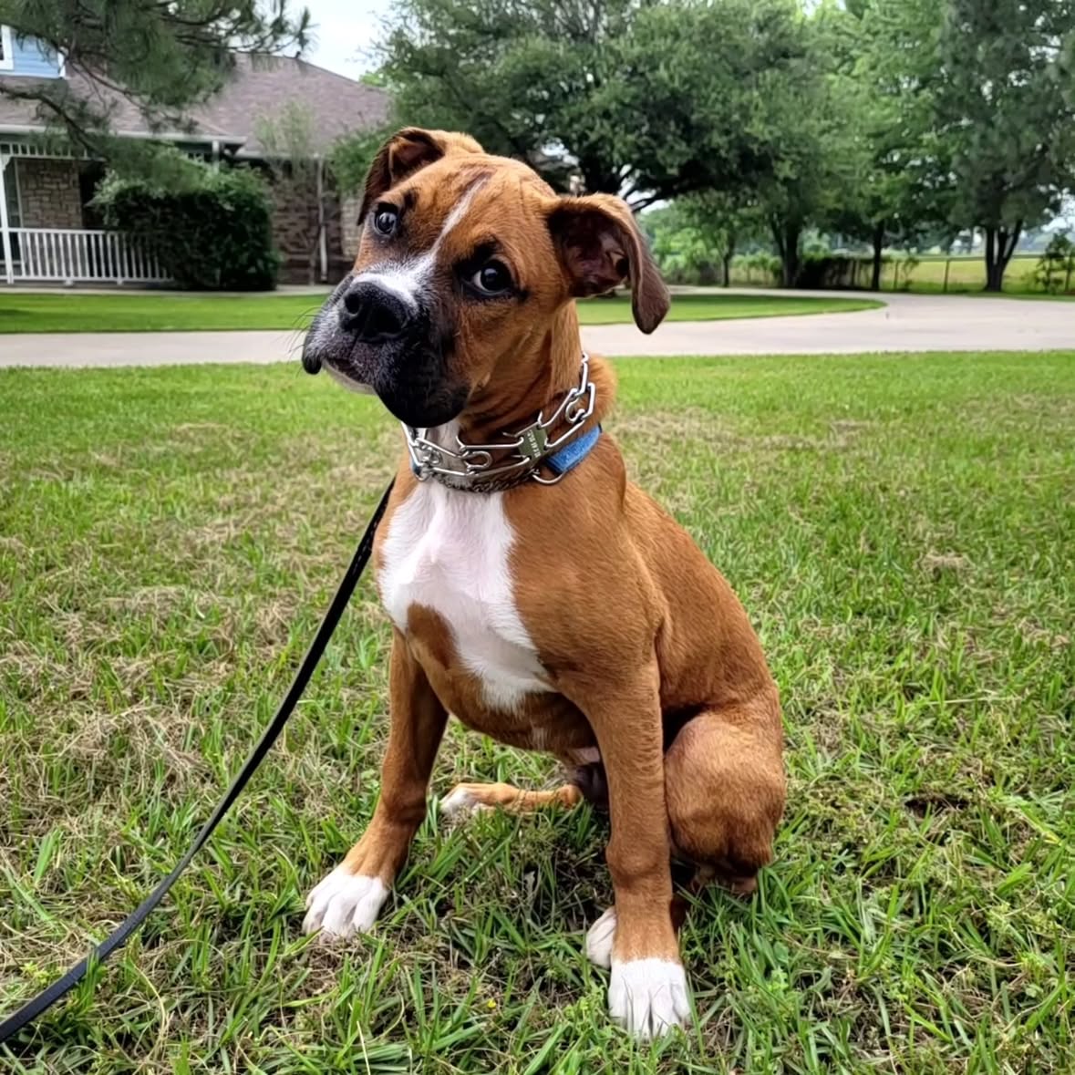 How to Train Your Puppy With Obedience and Confidence Skills