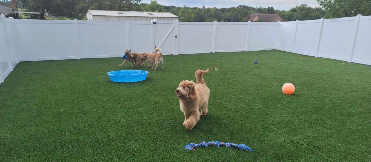 Board and Train Dog Training in Burleson Texas: A Complete Guide for Dog Owners