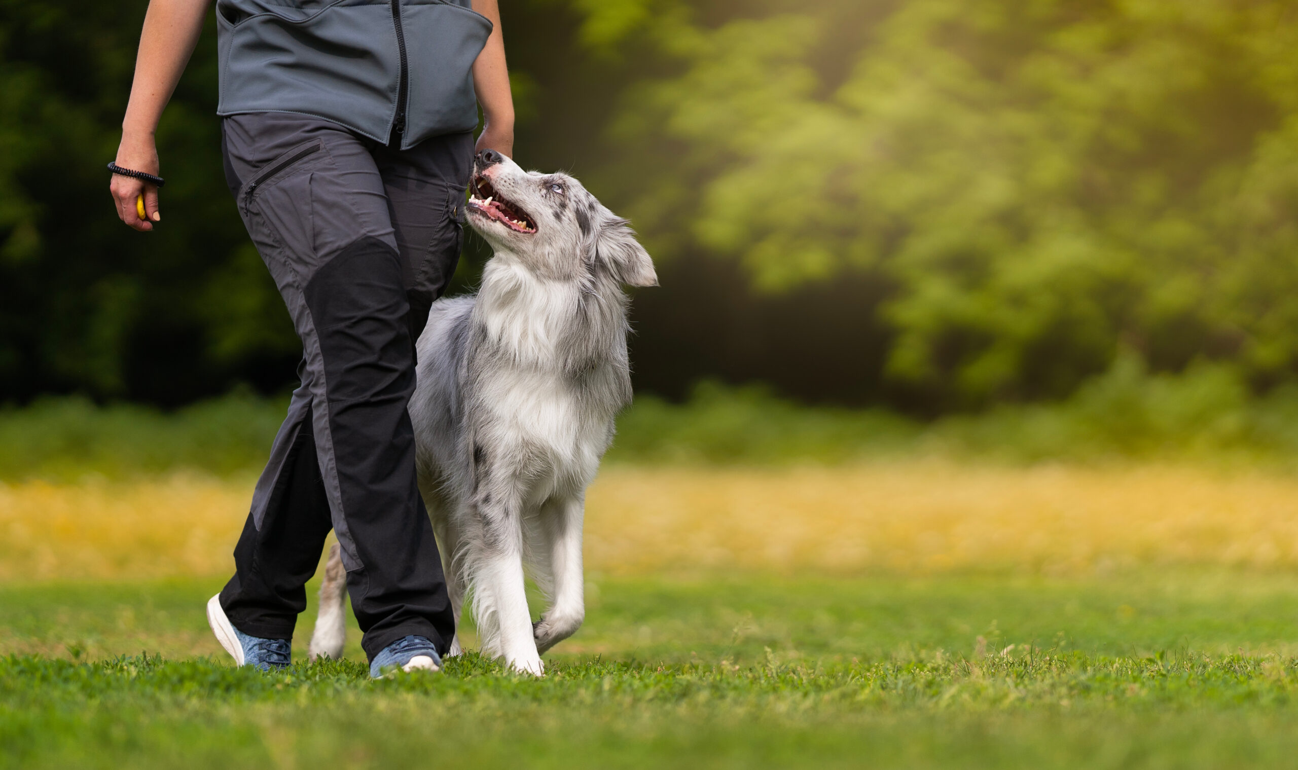 Heel Training for Dogs Who Pull on Walks